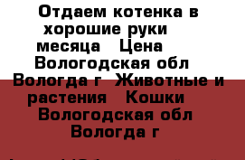 Отдаем котенка в хорошие руки 1.5 месяца › Цена ­ 1 - Вологодская обл., Вологда г. Животные и растения » Кошки   . Вологодская обл.,Вологда г.